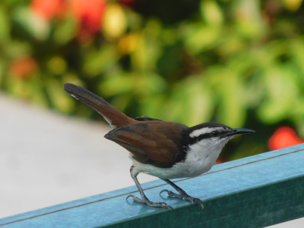 Giant Wren