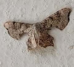 Calledapteryx dryopterata