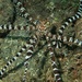 Wunderpus - Photo (c) BERNARD, some rights reserved (CC BY-NC-SA)