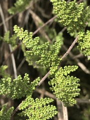 Myriopteris myriophylla