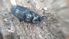 Aegus chelifer nitidus