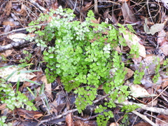 Adiantum aethiopicum