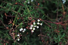 Platysace ericoides