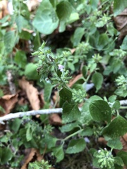Clinopodium caucasicum