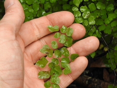 Adiantum aethiopicum