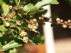 Cupaniopsis shirleyana