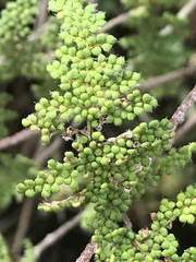 Myriopteris myriophylla