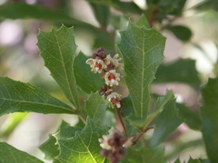 Cupaniopsis shirleyana