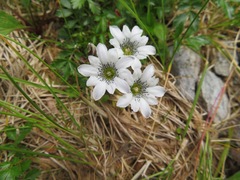 Gentiana thunbergii minor