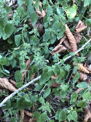 Clinopodium caucasicum