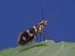 Micropterix aureatella