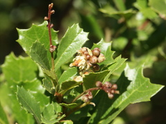 Cupaniopsis shirleyana