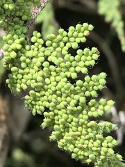 Myriopteris myriophylla