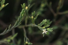 Olax stricta