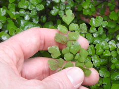 Adiantum aethiopicum