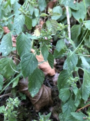 Clinopodium caucasicum