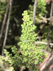 Myriopteris myriophylla