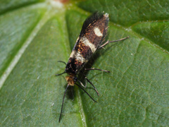 Micropterix aureatella