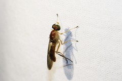 Ptecticus trivittatus