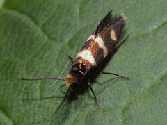 Micropterix aureatella