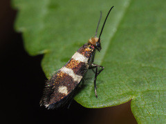 Micropterix aureatella