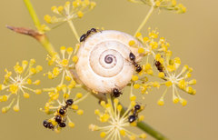 Crematogaster auberti