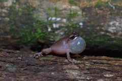 Pseudophilautus amboli