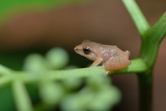 Pseudophilautus amboli