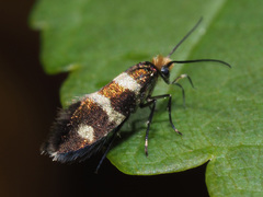 Micropterix aureatella