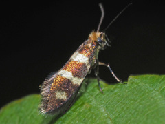 Micropterix aureatella