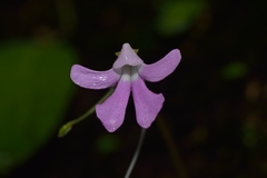 Impatiens acaulis