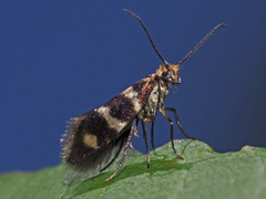 Micropterix aureatella