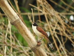 Campylorhynchus chiapensis