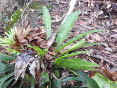 Asplenium australasicum