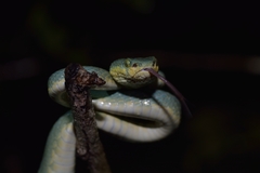 Craspedocephalus gramineus