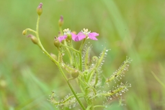 Drosera indica