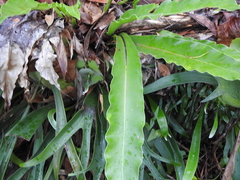 Asplenium australasicum