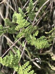 Myriopteris myriophylla