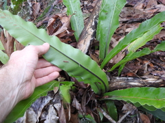 Asplenium australasicum