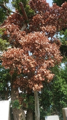 Quercus acuta