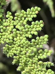 Myriopteris myriophylla