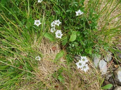 Gentiana thunbergii minor