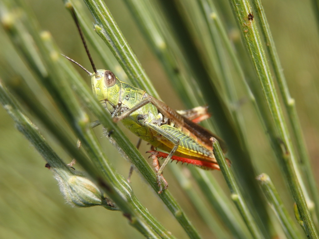two-marked grasshopper
