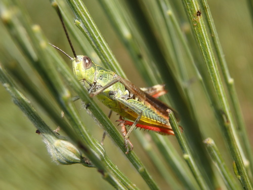 two-marked grasshopper