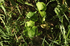 Ranunculus auricomus