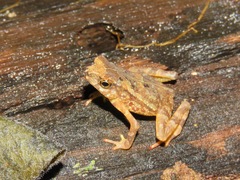 Ingerophrynus divergens
