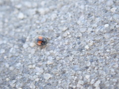 Diomus notescens