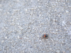 Diomus notescens