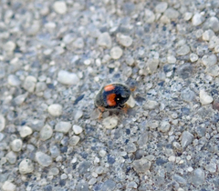 Diomus notescens