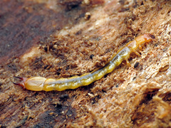 Dendroides canadensis